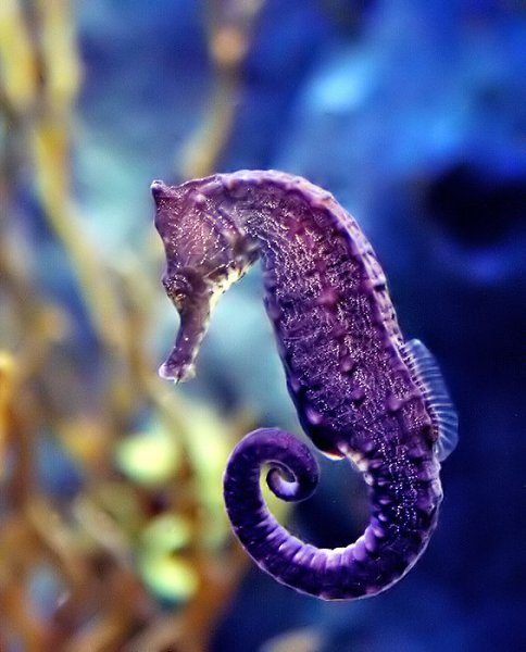   (  - Hippocampus)        ...