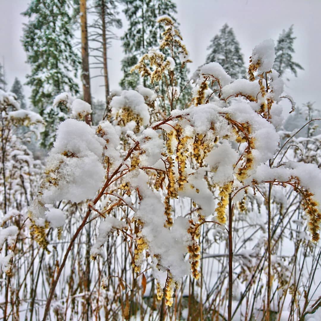 Beautiful winter hdr #kimbelijru | #river #flowers #pic #photo #photographer #macrophotography ...