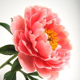 �����, ���������