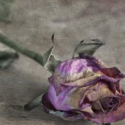 ����, ���������, 71 ���