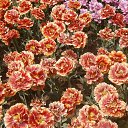  . 23.04.2018.   .          23.04.2018