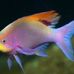 ���� �����, ���� - ��������� 8 ��� 2018