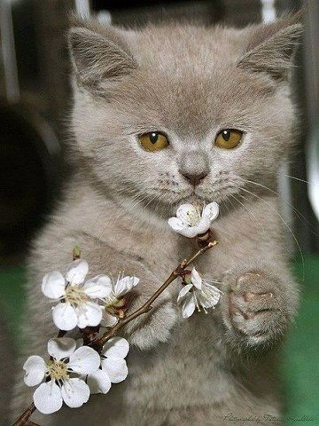 1 марта - день кошек. Праздник, которому не перестаёшь радоваться :3 - 4