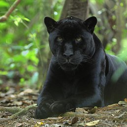 ���� ���������, �����������, 41 ��� - ��������� 21 ����� 2018