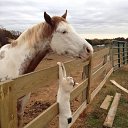 ���� Aleks, ����� ������� - ��������� 9 ���� 2018 � ������ �HORSES�