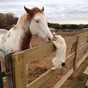 ���� Aleks, ����� ������� - ��������� 9 ���� 2018 � ������ �HORSES�