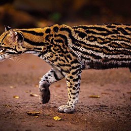 ���� Al, �����, 51 ��� - ��������� 8 ��� 2018