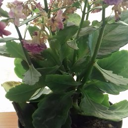 ����, �����-���������, 48 ���