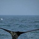 ���� ���������, �����������, 57 ��� - ��������� 16 ����� 2018 � ������ ���� ����������