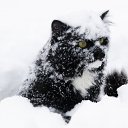 ���� ����, ������, 51 ��� - ��������� 31 ����� 2018 � ������ ���� ����������
