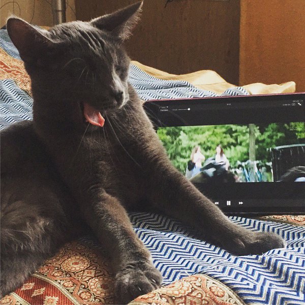 #Безкота_добро. А мы нашли наше чудо через фейсбук. Нашу Тусю отбили у ворон. Маленький серый ... - 6