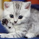 ���� �����, ������, 41 ��� - ��������� 14 ������ 2018 � ������ ���� ����������