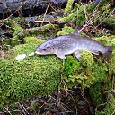 ���� ������, �����������, 62 ���� - ��������� 10 ������� 2017 � ������ ���� ����������