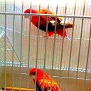 ���� �������, ��������, 43 ���� - ��������� 24 ������ 2018 � ������ ������ ��������