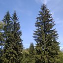  Luybov, -, 55  -  17  2018    