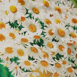 �������, ������