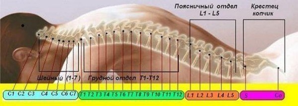 ПРОЕКЦИЯ СКРЫТЫХ БЛОКОВ НА ПОЗВОНОЧНИКЕ. ПОЗВОНОЧНИК - главный энергетический канал. По нему ...