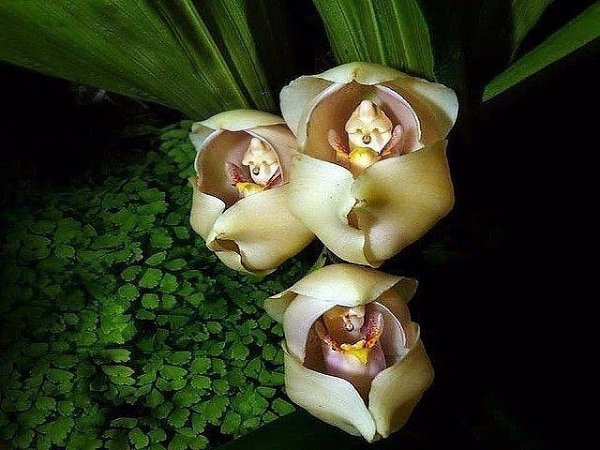 Такие вот орхидеи. Когда у природы свое чувство юмора. - 5