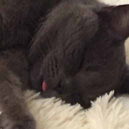 ������, ��������, 33 ����