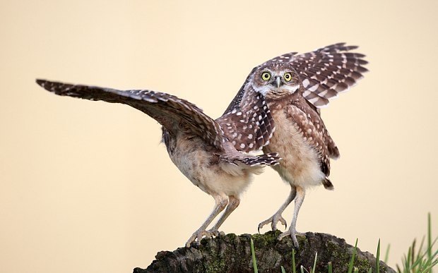  Comedy Wildlife Photography Awards     . - 10