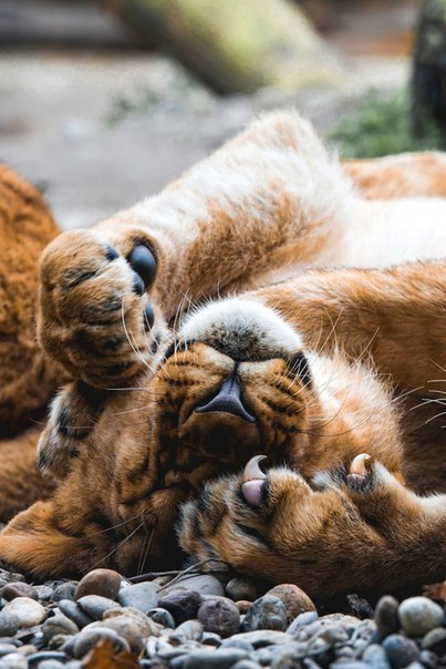       - 13  2018  02:45 - 6