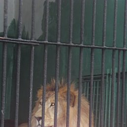 ����, ������� ��������