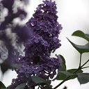  , , 68  -  23  2018    2018