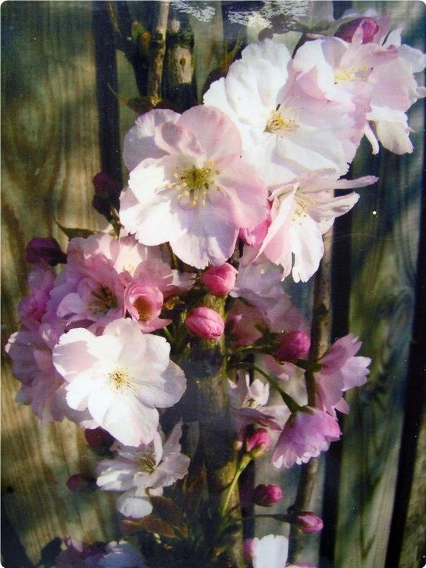 ea . Aop: Yvonne Harry. - 6