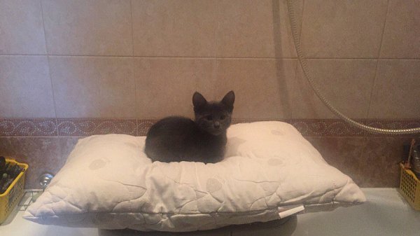 #Безкота_добро. А мы нашли наше чудо через фейсбук. Нашу Тусю отбили у ворон. Маленький серый ...