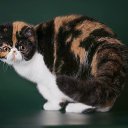 ���� ��������, ������, 61 ��� - ��������� 9 ����� 2018 � ������ ���� ����������