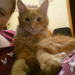 ����, 37 ���, �����������