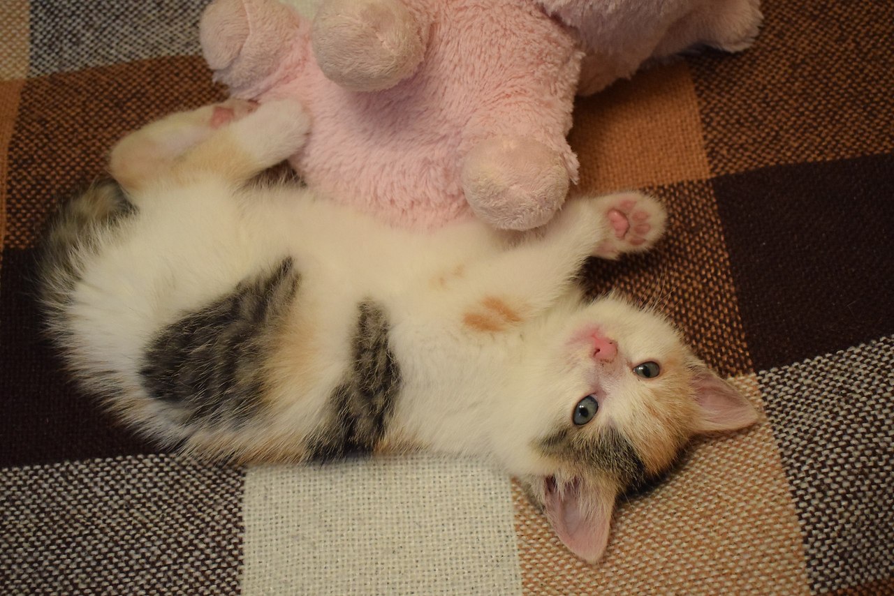 #_.    .       . ... - 4