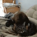 ���� ����, ������� ��������, 45 ��� - ��������� 8 ������ 2018 � ������ ���� ����������