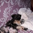 ���� �����, ��������, 55 ��� - ��������� 20 ������� 2017 � ������ ���� ����������