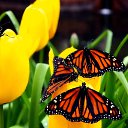 ���� �������, ���������, 51 ��� - ��������� 12 ���� 2018 � ������ ���� ����������