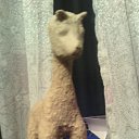 ���� ������, �����-��������� - ��������� 14 ������� 2017 � ������ ���� ���������� �����)�