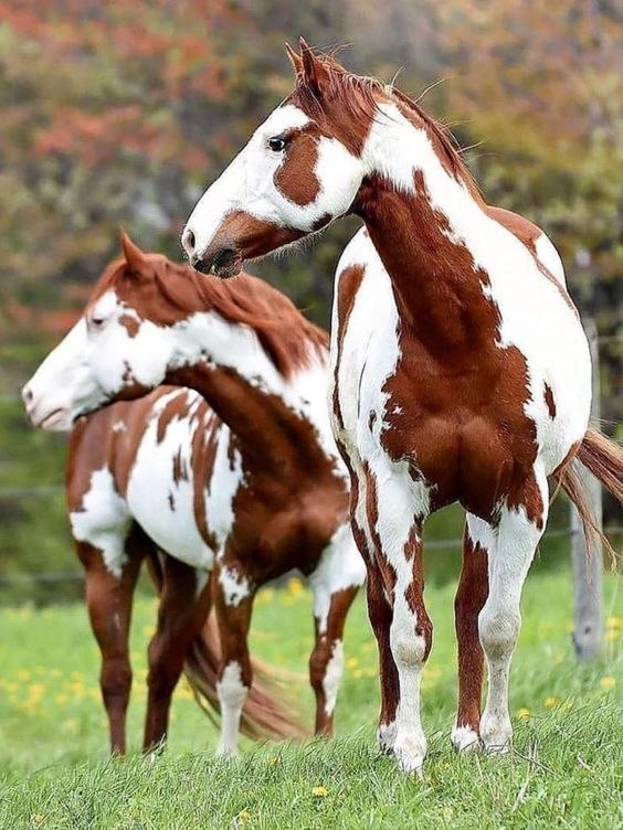  -   ! - 20  2018  03:53