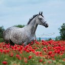 ���� �������, ������ - ��������� 7 ���� 2018 � ������ ��������