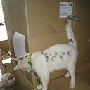 ���� Elena, �����-���������, 62 ���� - ��������� 26 ��� 2018 � ������ ������ ��������