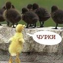 ���� �����, �������� - ��������� 20 ����� 2018 � ������ ���� ����������