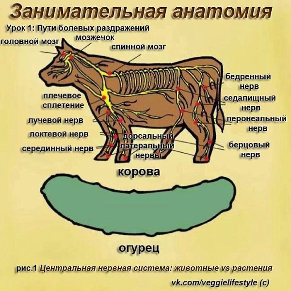 ��� ���, ��� �������, ��� �������� � �������� ��������� ��������� ����
