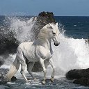 ���� Aleks, ����� ������� - ��������� 9 ���� 2018 � ������ �HORSES�