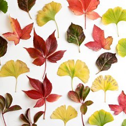 �������, ������