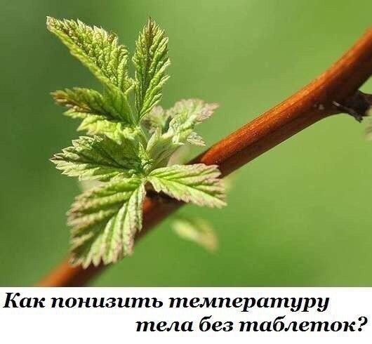 Как понизить высокую температуру тела без таблеток? Эффективные жаропонижающие лекарственные ...