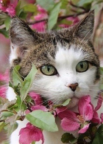 1 марта - день кошек. Праздник, которому не перестаёшь радоваться :3 - 3