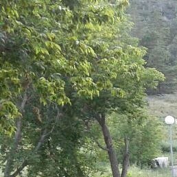 ������, ���������, 45 ���