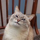 ���� Right-meow!, �����-���������, 34 ���� - ��������� 22 ������� 2018 � ������ ���� ����������
