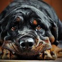 ���� Mihail, �����-��������� - ��������� 10 ����� 2018 � ������ ������ ��������