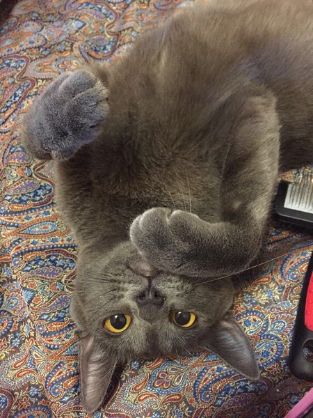 #Безкота_добро. А мы нашли наше чудо через фейсбук. Нашу Тусю отбили у ворон. Маленький серый ... - 4