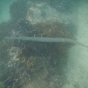 ���� �����������, ���������, 66 ��� - ��������� 3 ������� 2017 � ������ ���� ����������